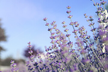 Beautiful lavender flowers growing in field, closeup. Space for text