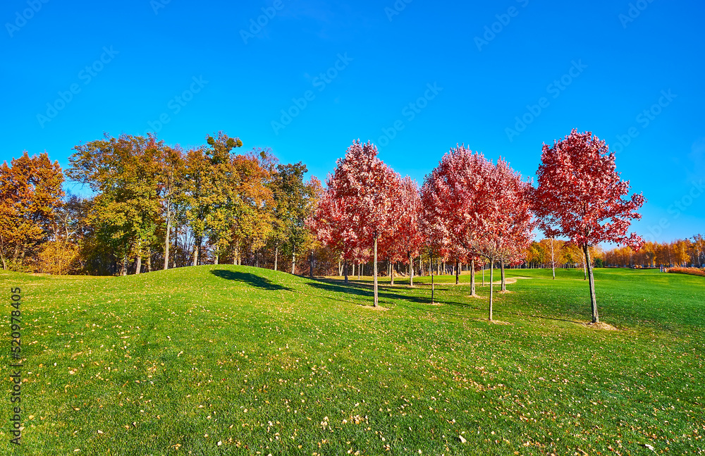 Canvas Prints The gentle hills of the green meadow with red maples