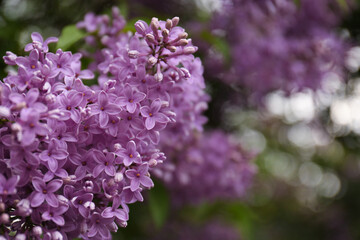 Branch of beautiful blossoming lilac on blurred background, closeup. Space for text