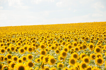 field of sunflowers and blue sun sky
