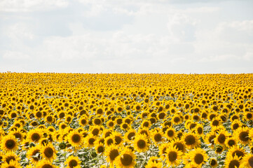 field of sunflowers and blue sun sky