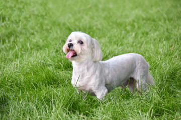 Maltese breed dog stands on a green lawn