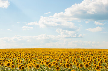 Obraz premium field of sunflowers and blue sun sky