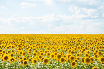 Obraz premium field of sunflowers and blue sun sky
