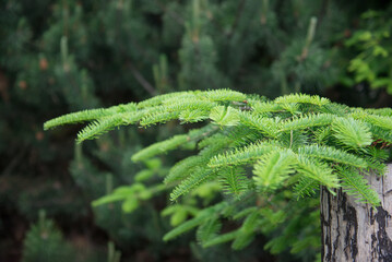 Christmas tree growing outdoors closeup. The concept of New Year wallpaper. fir branches	