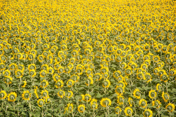 Fototapeta premium Sunflowers field back side. Farming and countryside theme.