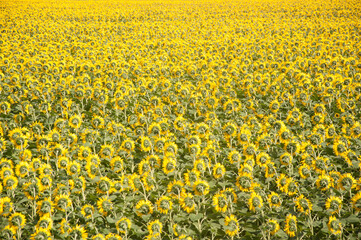 Fototapeta premium Sunflowers field back side. Farming and countryside theme.