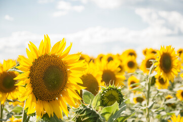 field of sunflowers and blue sun sky