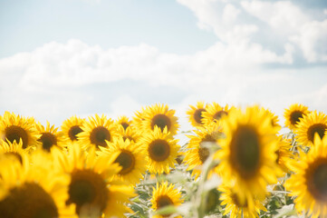 field of sunflowers and blue sun sky