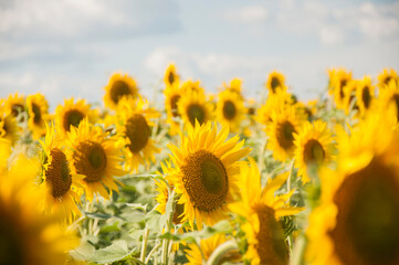 field of sunflowers and blue sun sky