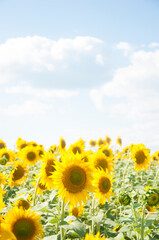 Obraz premium field of sunflowers and blue sun sky