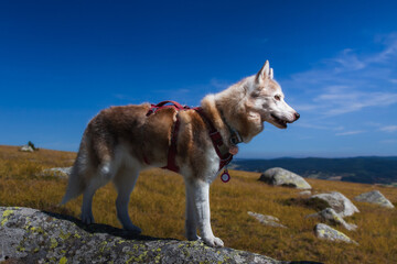Chien de traineau Husky sur le Mont Lozere en Cévennes, vacances été
