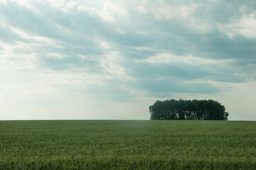 Trees on beatiful green meadow under blue sky. Wallpaper photo