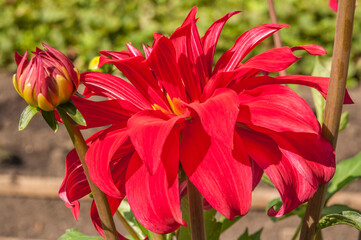 Macro of red dahlia flower. Beautiful red daisy flower with pink petals. Chrysanthemum with vibrant petals. Floral close up. Red aesthetic. Floral pattern. Autumn garden.