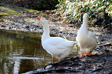 White Geese