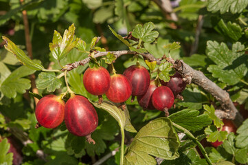 Fresh red gooseberry on a branch of a gooseberry bush in the garden. A red berry bush grows in the garden