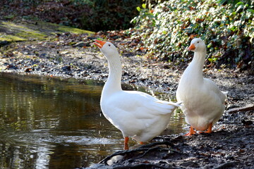White Geese
