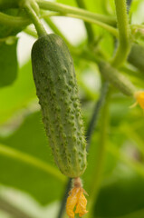 Young plants blooming cucumbers with yellow flowers, close-up on a background of green leaves. Growing and blooming young cucumbers on a branch in a greenhouse.