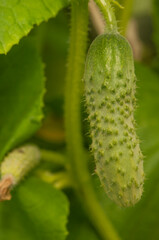 Young plants blooming cucumbers with yellow flowers, close-up on a background of green leaves. Growing and blooming young cucumbers on a branch in a greenhouse.
