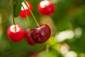 Cherry branch. Red ripe berries on the cherry tree.