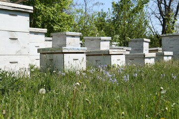 Many white bee hives at apiary on spring day