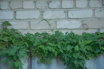 Green curly grapes on a beige brick wall