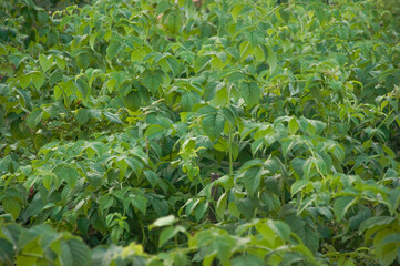 Fototapeta premium Green raspberry bushes without berries. Leaves of raspberry bushes.