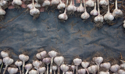 Many purple garlic dries after harvesting. Garlic summer harvest. Bio food.