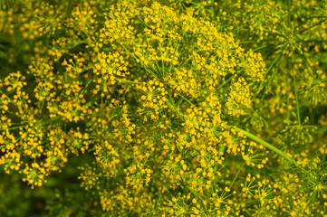 Macrophotography of dill flowers. Dill (Latin Anethum) is a monotypic genus of short—lived annual herbaceous plants of the Umbrella family