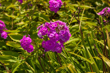 Beautiful Garden purple phlox flower, (Phlox paniculata)