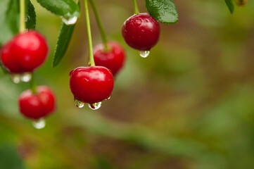 Red cherries covered with raindrops