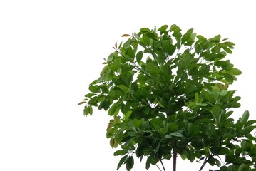 A bush of tropical plant with leaves on white isolated background for green foliage backdrop 