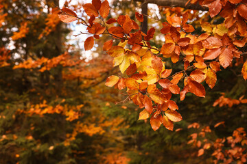 Branches with beautiful orange leaves in autumn park