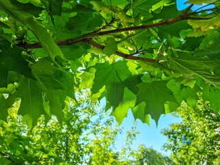 Branches and green maple leaves on the background of a summer blue sky.