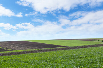 Beautiful view of agricultural field with ripening cereal crop