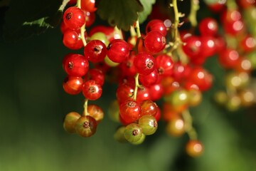 Closeup view of red currant bush with ripening berries outdoors on sunny day