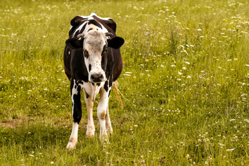 Dairy cow with lot of flies