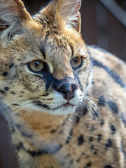 Serval head close-up. African wildcat of subfamily Felinae.