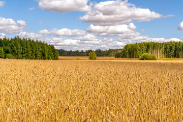Landscape of agricultural grain crops in harvest season