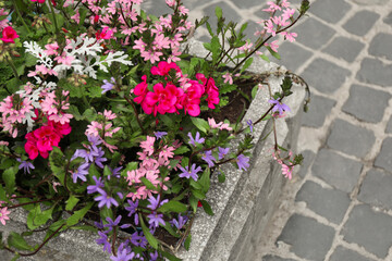 Fototapeta na wymiar Beautiful flowers in stone plant pot outdoors, above view