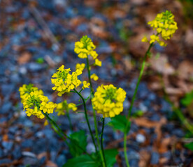 Yellow flowers Barbarea vulgaris
