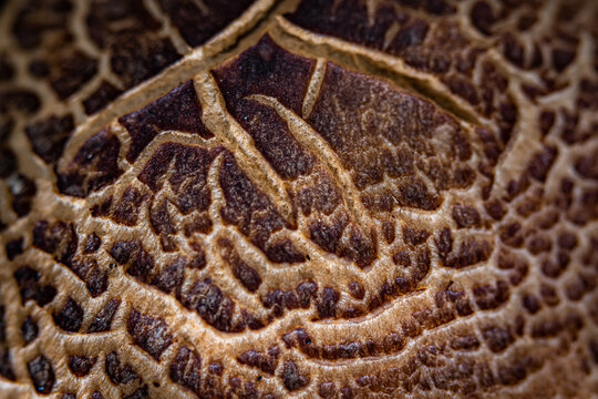 textura de castanho e ouro de um cogumelo selvagem