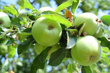 Autumn harvest: apples at the tree