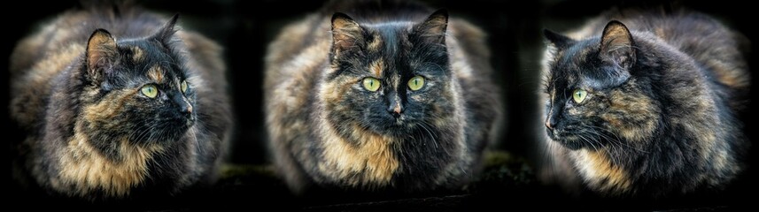 triple cat art portrait of russian female european cat