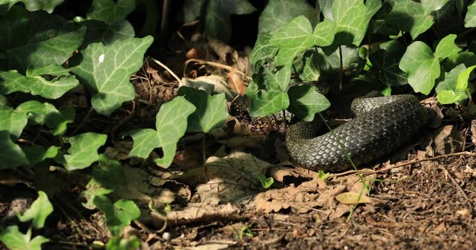 wąż, Zaskroniec zwyczajny (Natrix natrix), snake