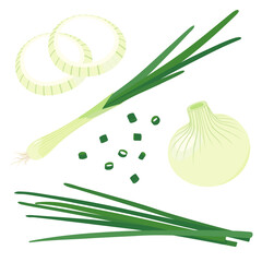Vector illustration of green onion. set of onion - obrazy, fototapety, plakaty