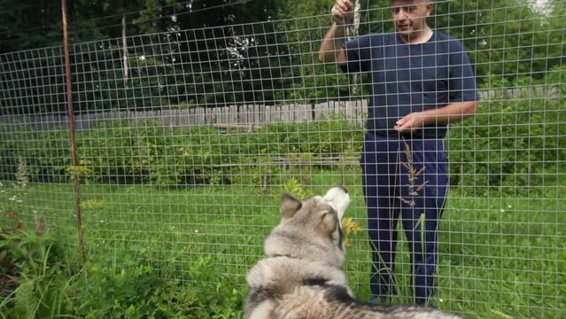 An adult male man plays and trains a husky dog. A dog in a valier, behind a fence made of rabitz mesh. Friendship of people and animals