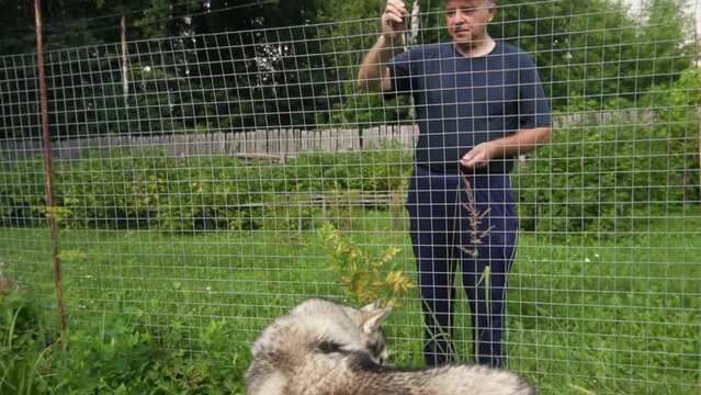 An adult male man plays and trains a husky dog. A dog in a valier, behind a fence made of rabitz mesh. Friendship of people and animals