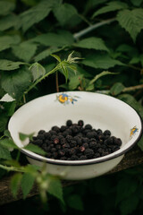 Fototapeta na wymiar iron plate with blackberries. stand in the garden near the house