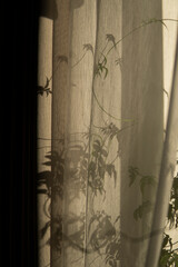 shade of jasmine on the curtain